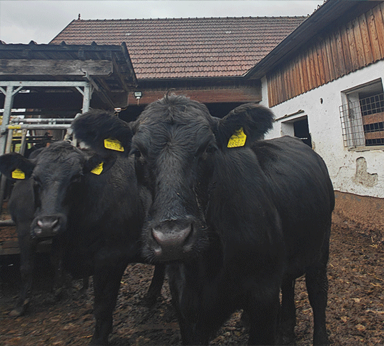 Zwei Angusrinder stehen m Offenstall
