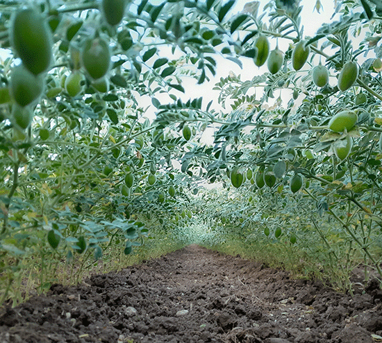 Kichererbsen-Pflanzen