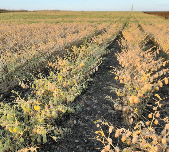 Kichererbsen-Feld kurz vor der Ernte