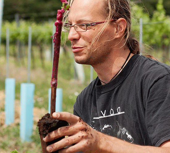 Oliver Kaminek beim Setzen neuer Weinstöcke